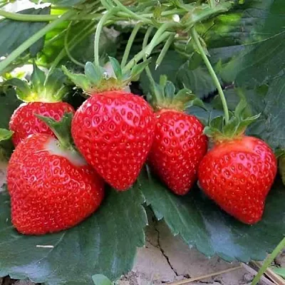 Клубника ТЕА  Клубника ТЕА в Владивостоке