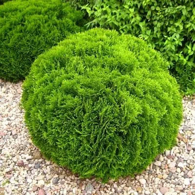 Туя ДАНИКА западная  Туя ДАНИКА западная в Владивостоке