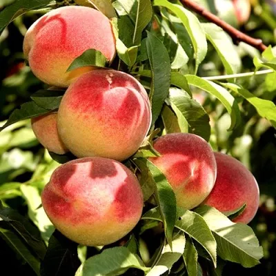 Персик НОВОСЕЛКОВСКИЙ в Владивостоке