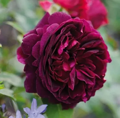 Саженцы роз МАНСТЕД ВУД английская  Саженцы роз МАНСТЕД ВУД английская в Владивостоке