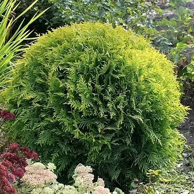 Туя ЕЛЛОУ ГЛОБ западная  Туя ЕЛЛОУ ГЛОБ западная в Владивостоке