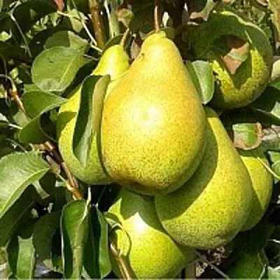 Груша ПАТЕН (ГЛУБОКСКАЯ)  Груша ПАТЕН (ГЛУБОКСКАЯ) в Владивостоке