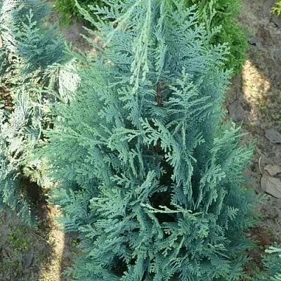 Кипарисовик КОЛУМНАРИС лавсона в Владивостоке
