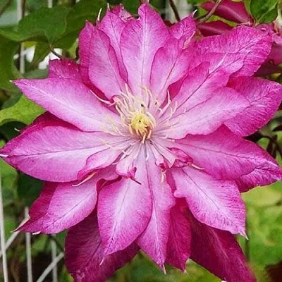 Клематис КАЕН  Клематис КАЕН в Владивостоке