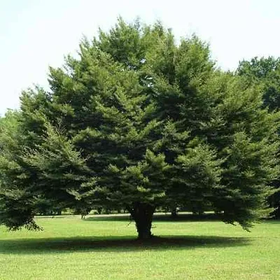 Бук обыкновенный  Бук обыкновенный в Владивостоке