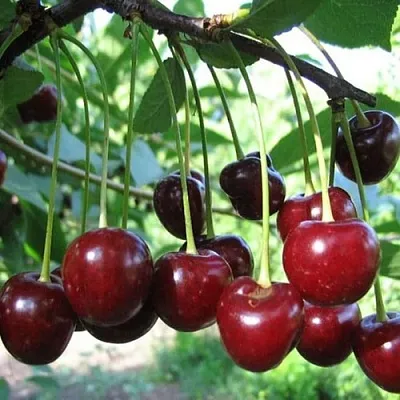 Вишня БЫСТРИНКА  Вишня БЫСТРИНКА в Владивостоке