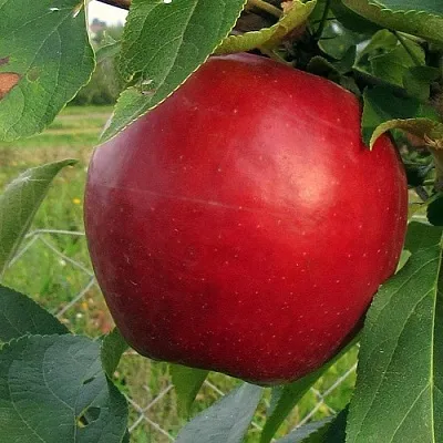 Яблоня РЕДФРИ  Яблоня РЕДФРИ в Владивостоке