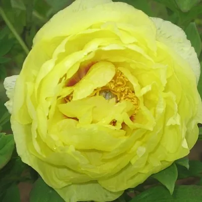 Пион ЗОЛОТО ПОДНЕБЕСНОЙ древовидный в Владивостоке