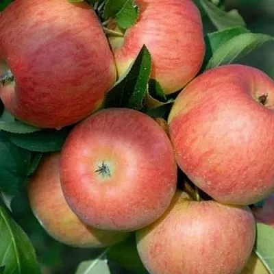 Яблоня ТОПАЗ  Яблоня ТОПАЗ в Владивостоке