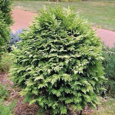 Туя ВАРЕАНА ЛЮТЕСЦЕНС западная  Туя ВАРЕАНА ЛЮТЕСЦЕНС западная в Владивостоке