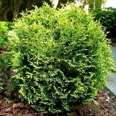 Туя ВОТЕРФИЛД западная  Туя ВОТЕРФИЛД западная в Владивостоке