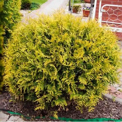 Туя КОЛЛЕРС ГОЛД складчатая  Туя КОЛЛЕРС ГОЛД складчатая в Владивостоке