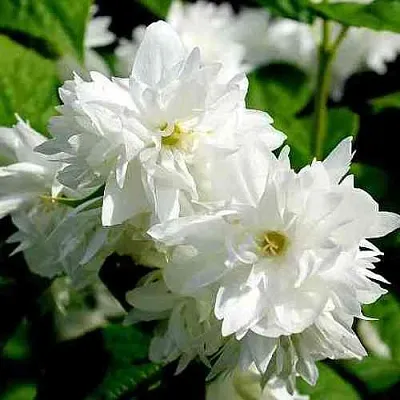 Жасмин ДАМ БЛАНШ  Жасмин ДАМ БЛАНШ в Владивостоке