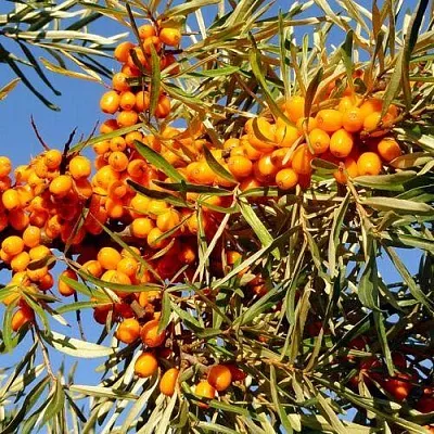 Облепиха ДАР МГУ в Владивостоке