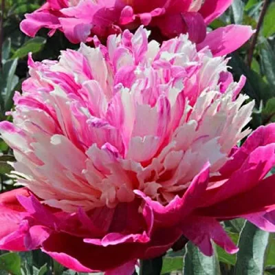 Пион ДЕЙДРИМ травянистый  Пион ДЕЙДРИМ травянистый в Владивостоке