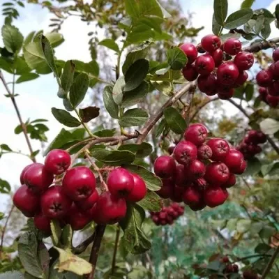 Рябина ГРАНАТНАЯ сладкоплодная — описание сорта Рябина ГРАНАТНАЯ сладкоплодная в Владивостоке