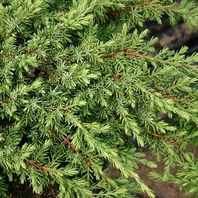 Можжевельник в Владивостоке