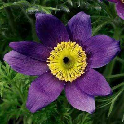 Прострел ПИНВИЛ БЛЮ ШЕЙДЕС в Владивостоке