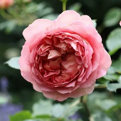 Саженцы роз РИДЖЕНТС ПАРК чайно-гибридная в Владивостоке