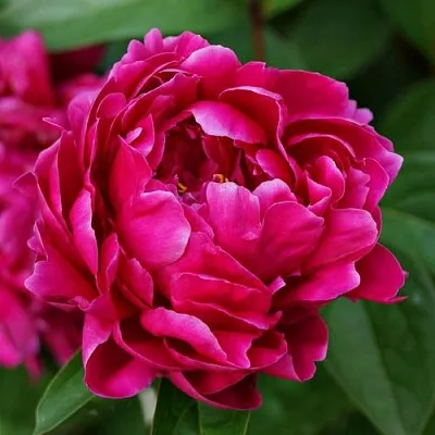 Пион ЛУИ ВАН-ГУТТ травянистый  Пион ЛУИ ВАН-ГУТТ травянистый в Владивостоке