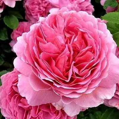 Саженцы роз ПРИНЦЕССА АЛЕКСАНДРА ОФ КЕНТ английская  Саженцы роз ПРИНЦЕССА АЛЕКСАНДРА ОФ КЕНТ английская в Владивостоке