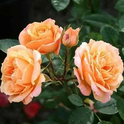 Саженцы роз КЛЕМЕНТИНА миниатюрная в Владивостоке