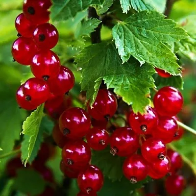 Смородина красная РОЛАН  Смородина красная РОЛАН в Владивостоке