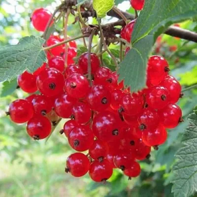 Смородина красная КРАСНАЯ АНДРЕЙЧЕНКО  Смородина красная КРАСНАЯ АНДРЕЙЧЕНКО в Владивостоке