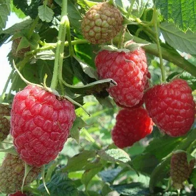 Малина КОЛОКОЛЬЧИК  Малина КОЛОКОЛЬЧИК в Владивостоке