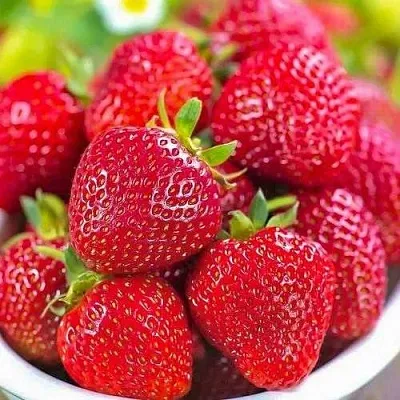 Клубника СИЛЬВИЯ  Клубника СИЛЬВИЯ в Владивостоке