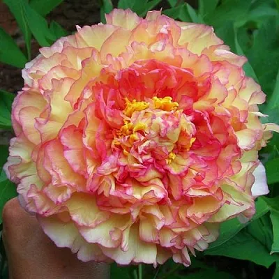 Пионы древовидные в Владивостоке