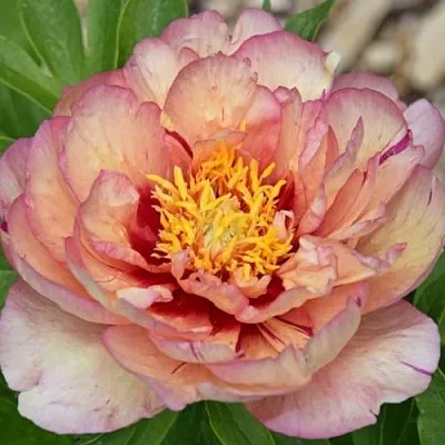 Пион КЭЛЛИС МЕМОРИ ито-гибрид  Пион КЭЛЛИС МЕМОРИ ито-гибрид в Владивостоке