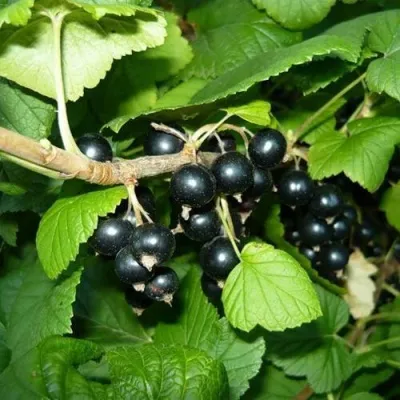 Смородина чёрная БАГИРА в Владивостоке