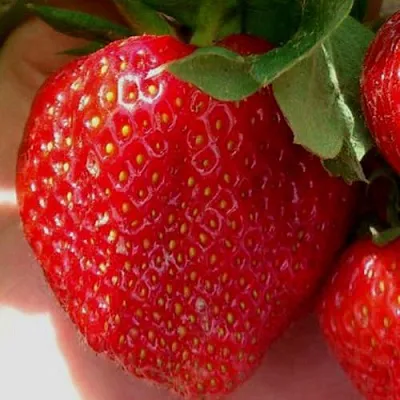 Клубника МАГНУС  Клубника МАГНУС в Владивостоке