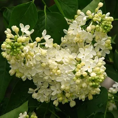 Сирень ПРИМРОУЗ  Сирень ПРИМРОУЗ в Владивостоке