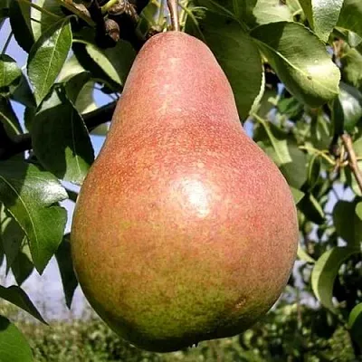 Груша КИРГИЗСКАЯ ЗИМНЯЯ  Груша КИРГИЗСКАЯ ЗИМНЯЯ в Владивостоке