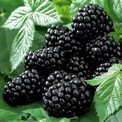 Ежевика БЛЭК БЬЮТИ  Ежевика БЛЭК БЬЮТИ в Владивостоке