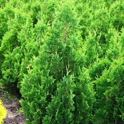 Туя СПИРАЛИС западная  Туя СПИРАЛИС западная в Владивостоке