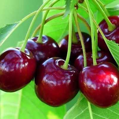 Вишня ВЯНОК  Вишня ВЯНОК в Владивостоке