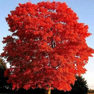 Дуб красный   Дуб красный  в Владивостоке