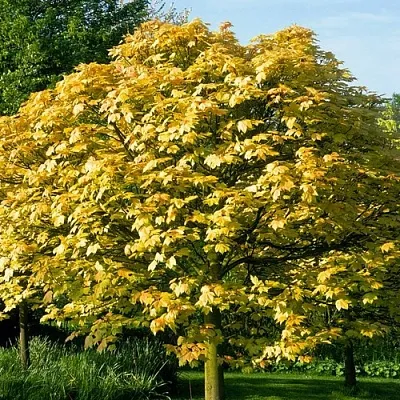 Клен ложноплатановый  Клен ложноплатановый в Владивостоке