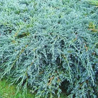 Можжевельник БЛЮ КАРПЕТ чешуйчатый в Владивостоке