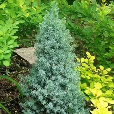 Ель КОНИКА сизая в Владивостоке