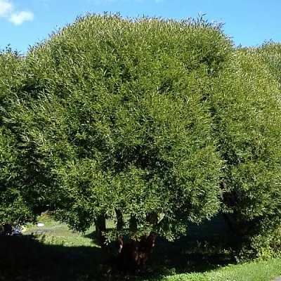 Ива ломкая   Ива ломкая  в Владивостоке