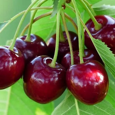 Дюк ЖИВИЦА (ЧЕРЕВИШНЯ)  Дюк ЖИВИЦА (ЧЕРЕВИШНЯ) в Владивостоке