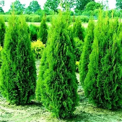 Туя ВИДМАНТ западная  Туя ВИДМАНТ западная в Владивостоке