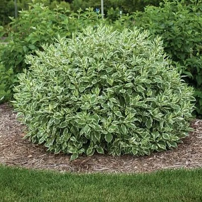 Дерен ЭЛЕГАНТИССИМА белый в Владивостоке