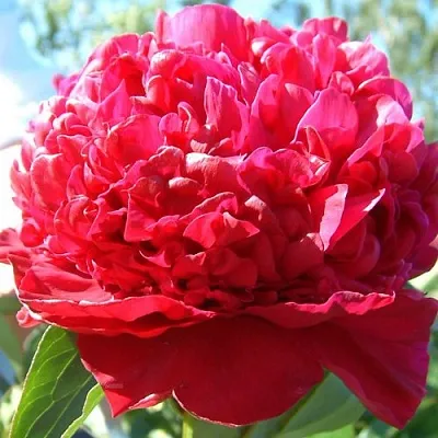 Пион ИНСПЕКТОР ЛАВЕРН травянистый  Пион ИНСПЕКТОР ЛАВЕРН травянистый в Владивостоке