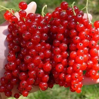 Смородина красная РЕД ПУЛ  Смородина красная РЕД ПУЛ в Владивостоке