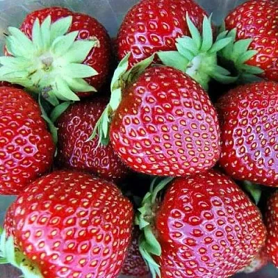 Клубника МАЛЬВИНА  Клубника МАЛЬВИНА в Владивостоке